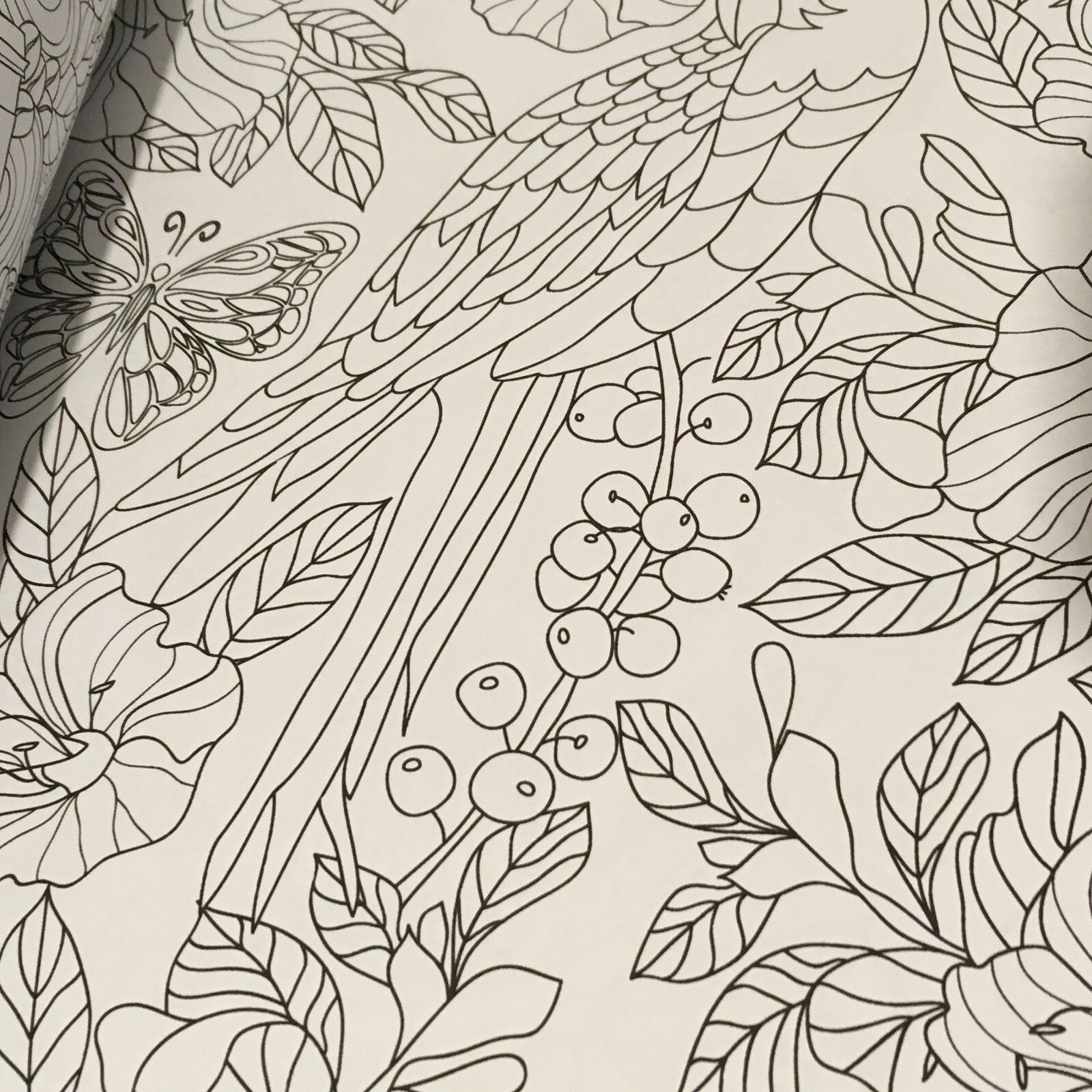 Coloring Book for Adults Relaxation: Flower, Floral, Butterfly Birds.. 160 pages