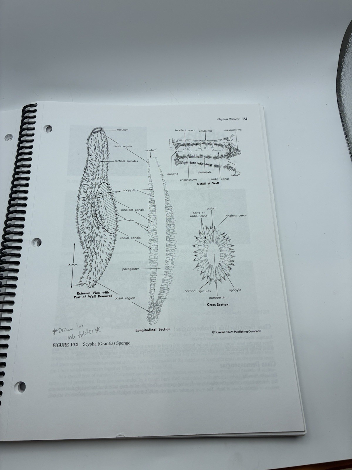 ZOOLOGY LABORATORY WORKBOOK By Schumacher Barbara Ninth Edition
