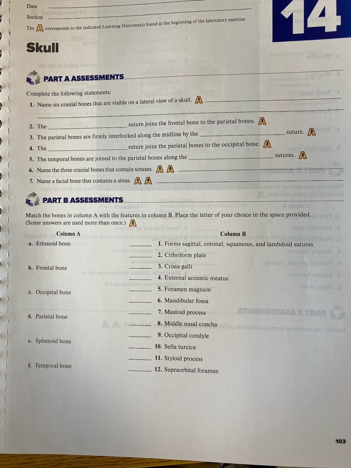 2024 Hole’s Anatomy Physiology Lab Manual. Snider, Martin. Clean pages.
