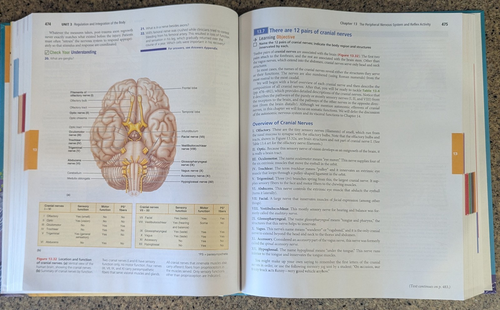 Anatomy & Physiology Sixth 6th Edition By Marieb Hoehn Pearson Text Book