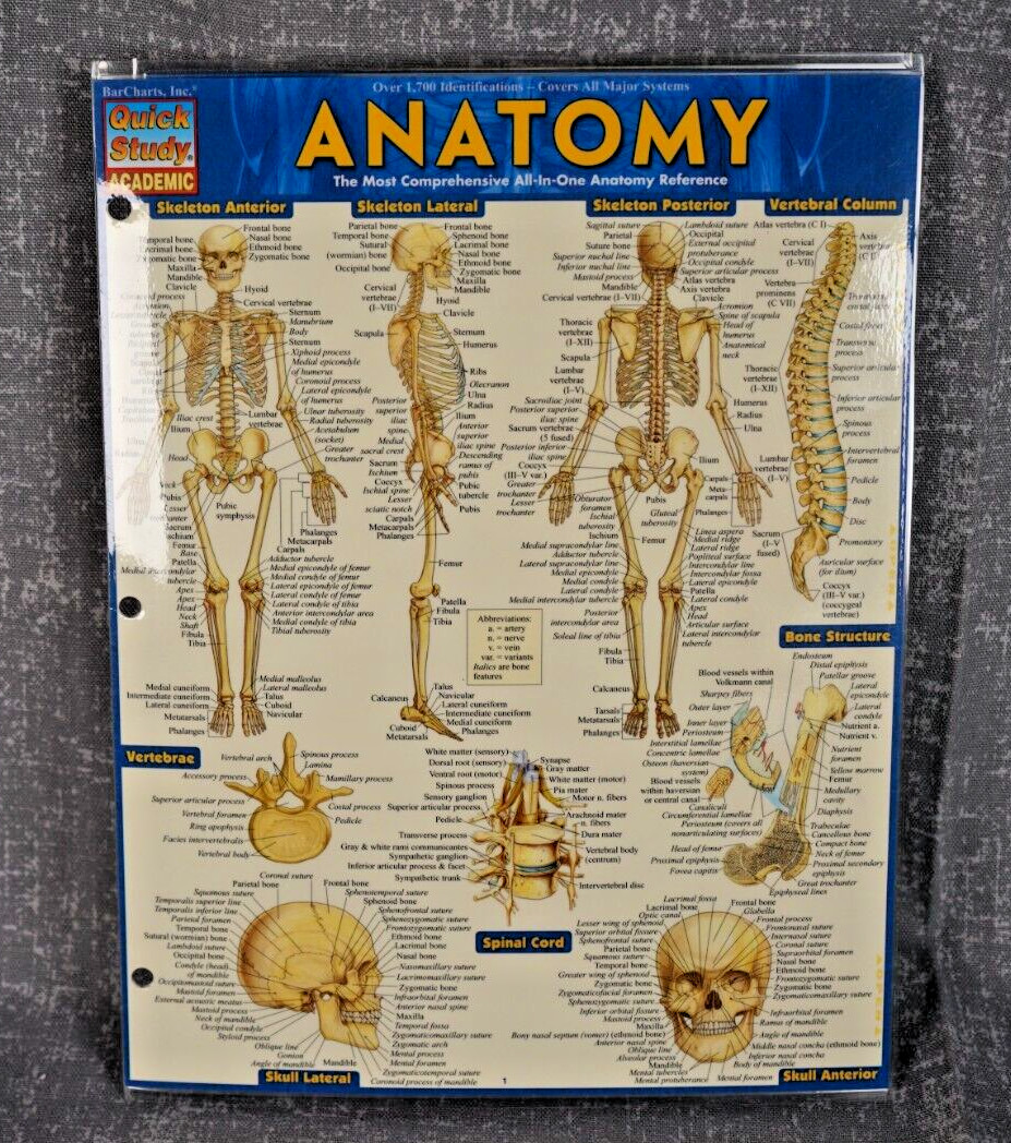 NEW QuickStudy | Anatomy Laminated Tri-Fold Study Guide ~ FAST FREE SHIPPING ! ~