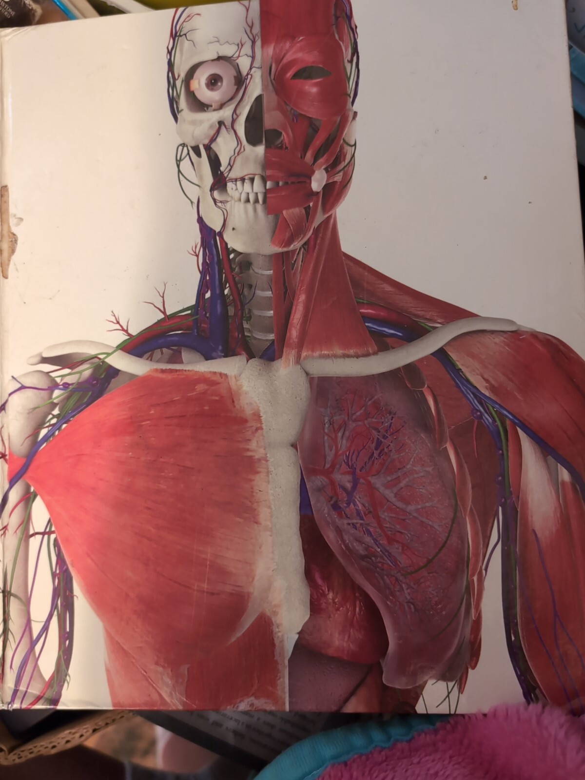 The Human Body by Steve Parker, Dorling Kindersley Publishing Staff and Richard