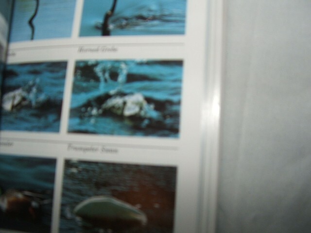 An Audubon Handbook How to Identify Birds by John Farrand Jr. Colorful 287pgs