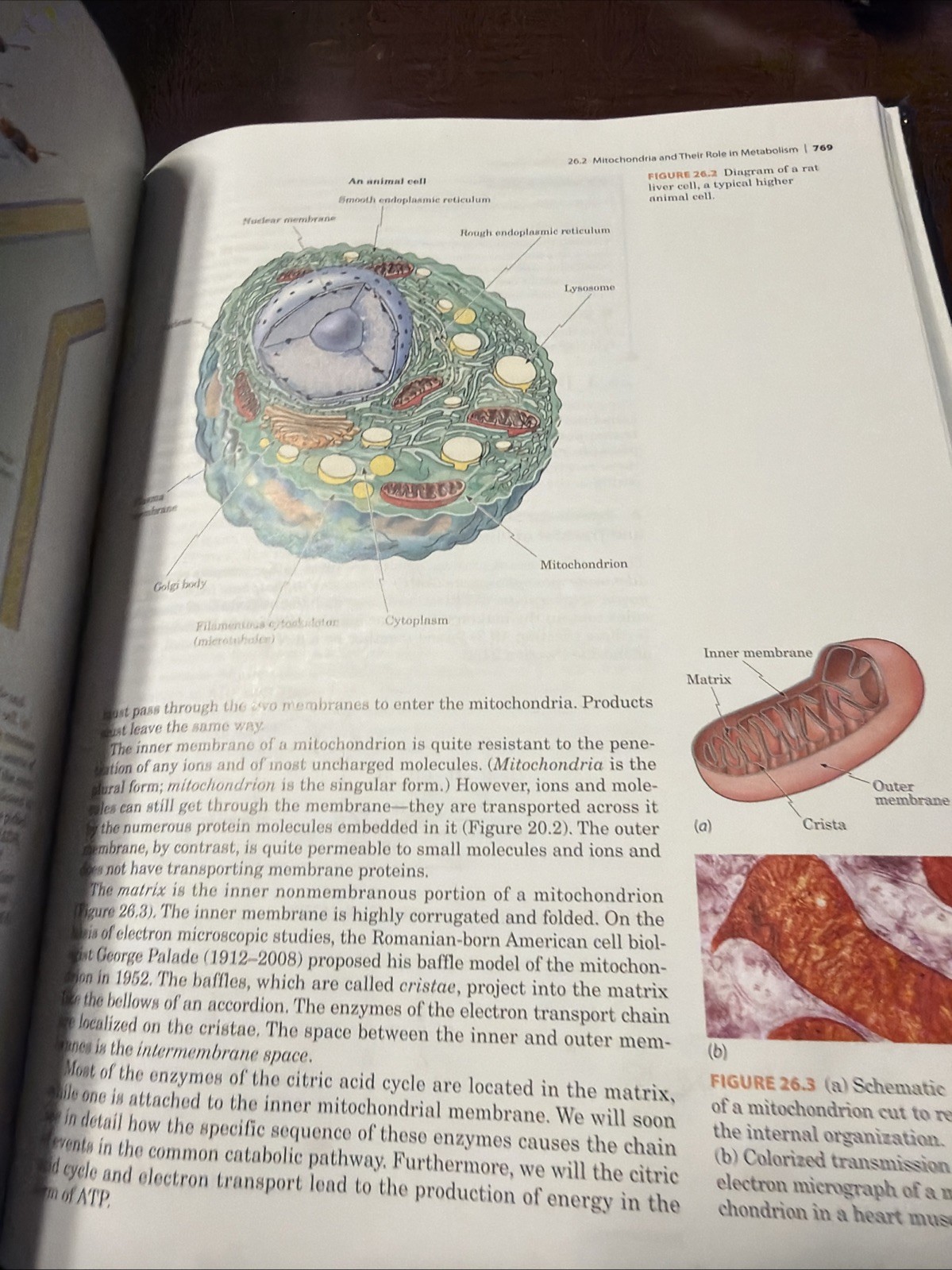 Introduction to General, Organic, and Biochemistry by William Brown, Mary…
