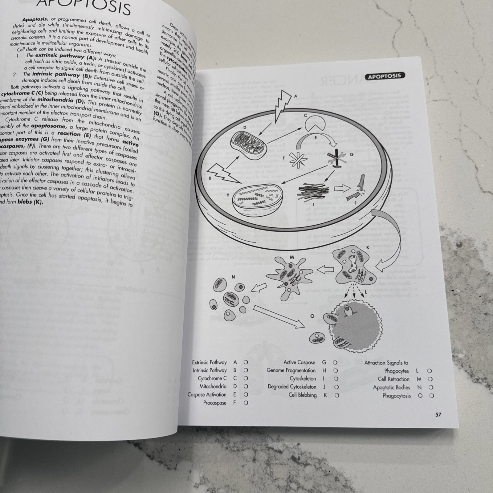 Biology Coloring Workbook, 2nd Edition. Brand New