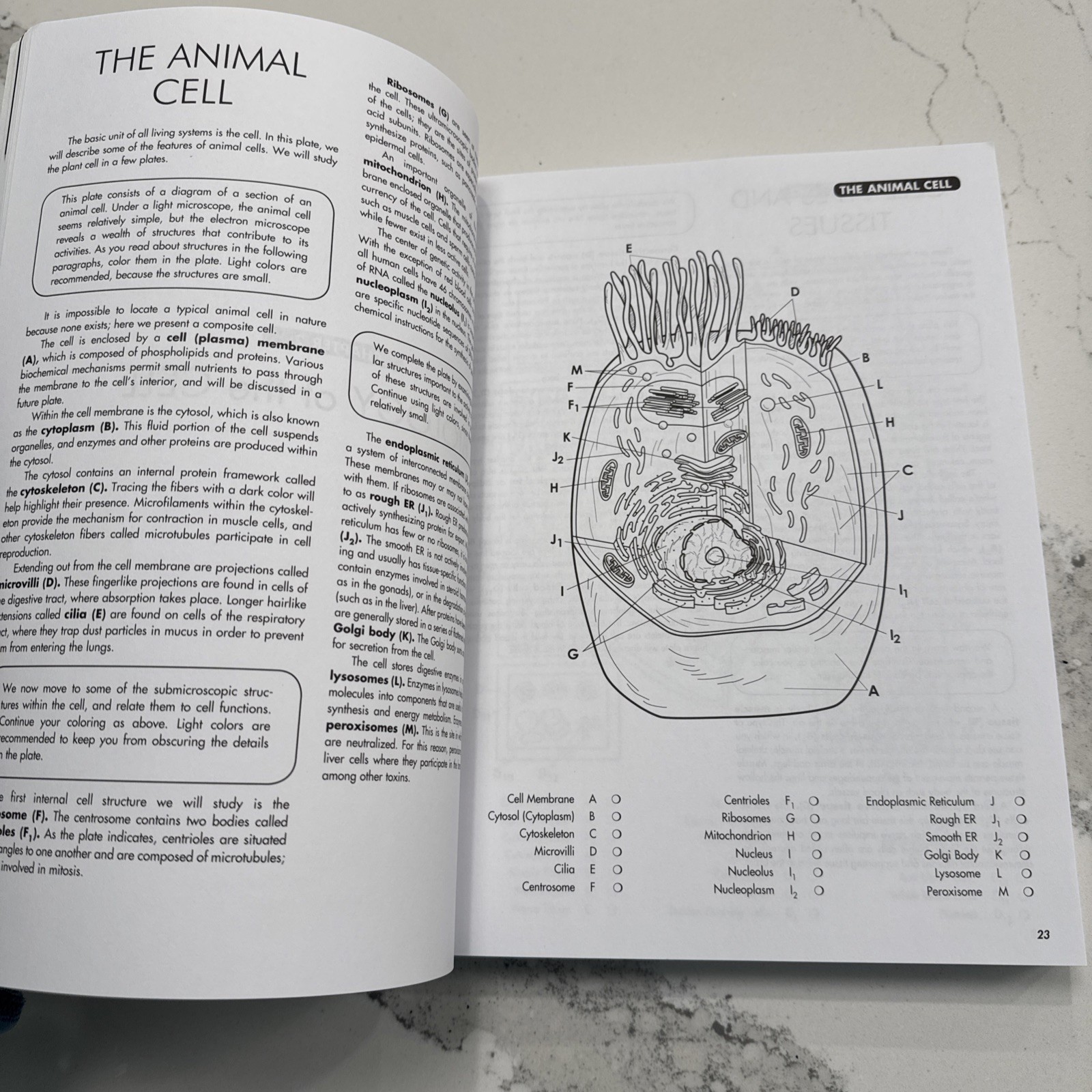 Biology Coloring Workbook, 2nd Edition. Brand New