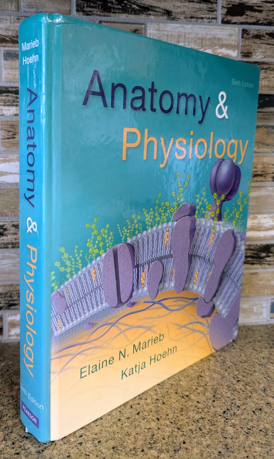 Anatomy & Physiology Sixth 6th Edition By Marieb Hoehn Pearson Text Book