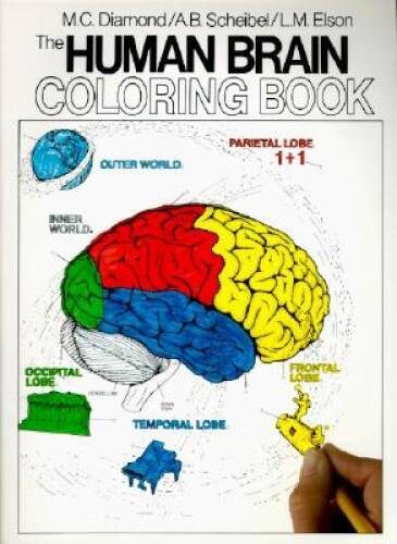 The Human Brain Coloring Book (Coloring Concepts Series) – Paperback – VERY GOOD