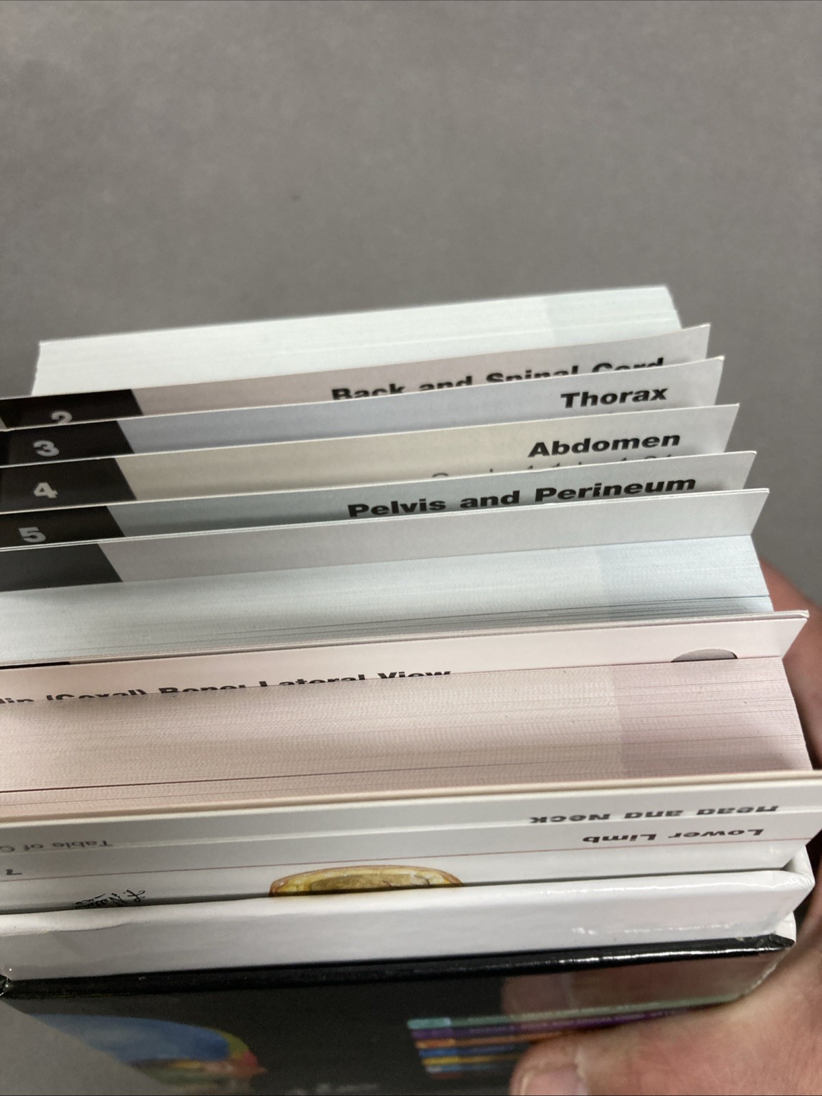Netter Basic Science Ser.: Netter’s Anatomy Flash Cards :