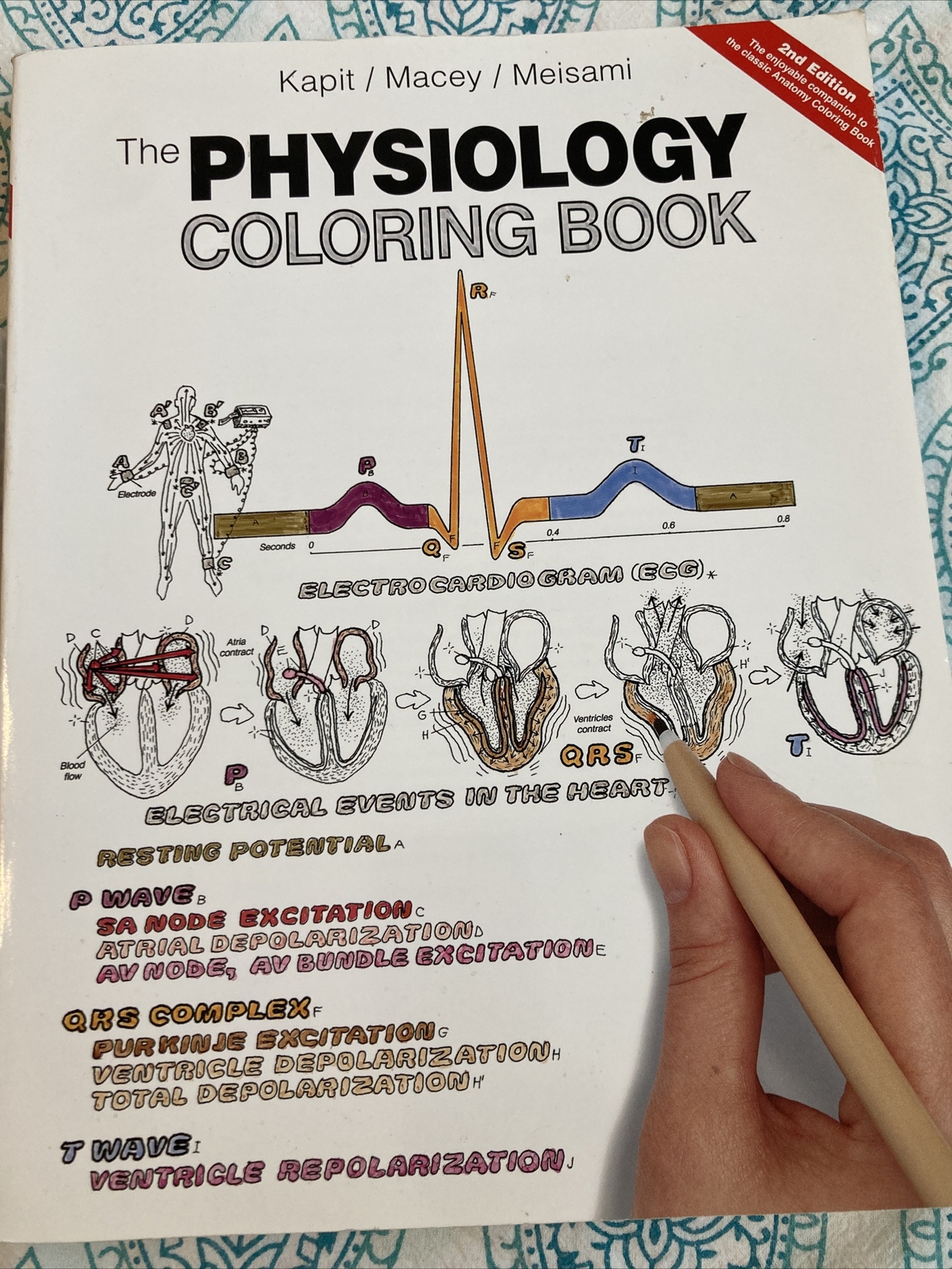 The Physiology Coloring Book by Kapit, Macey, & Meisami + IP CD ROM Never Used